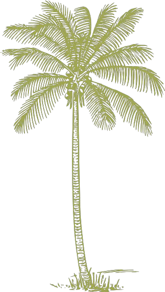 Download Green Palm Tree Silhouette Png Coconut Tree Outline Palm Tree Silhouette Png