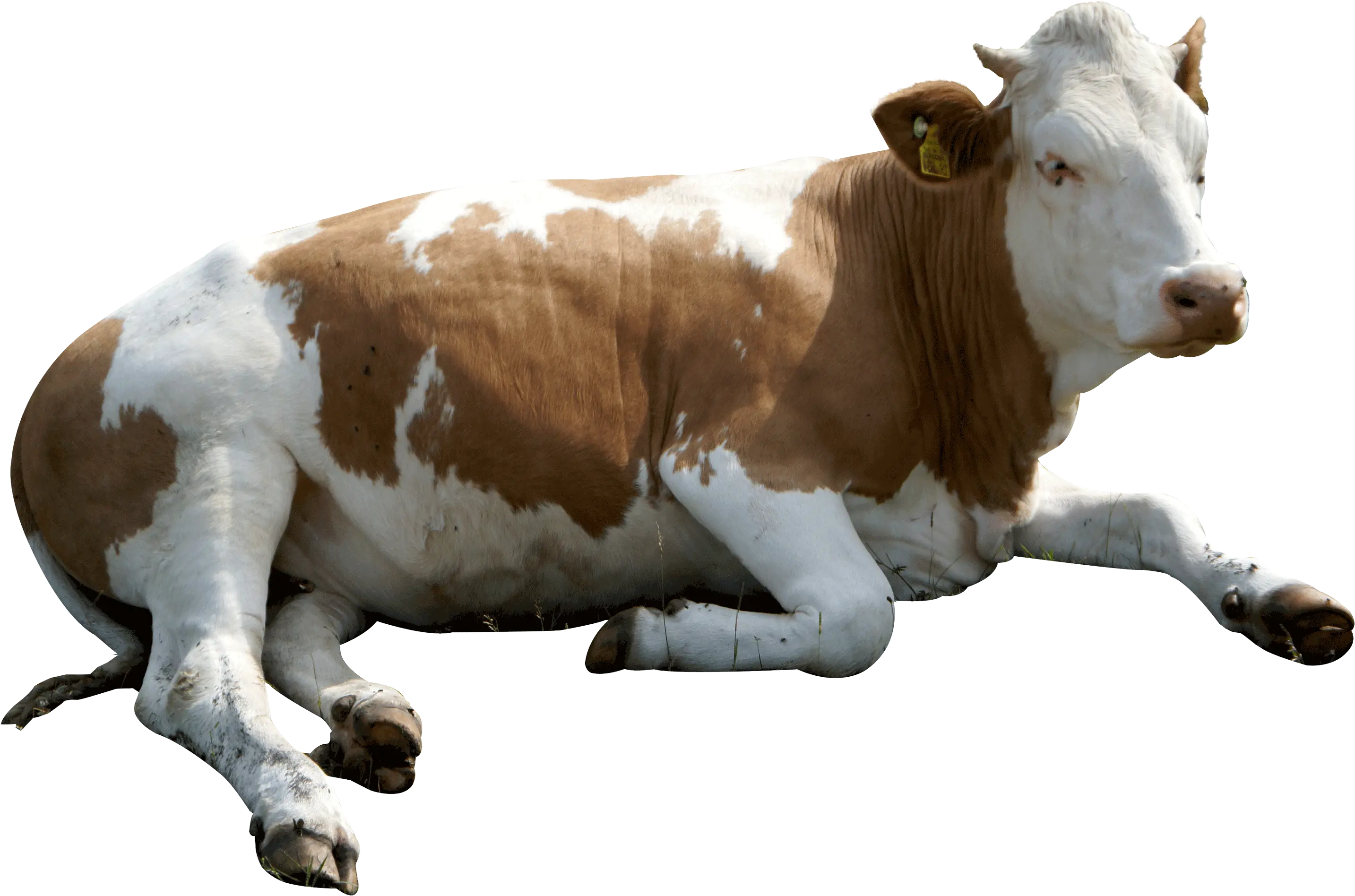 Eid Ul Adha Animals Png Cow Transparent Background Cow Png Hd Cattle Png