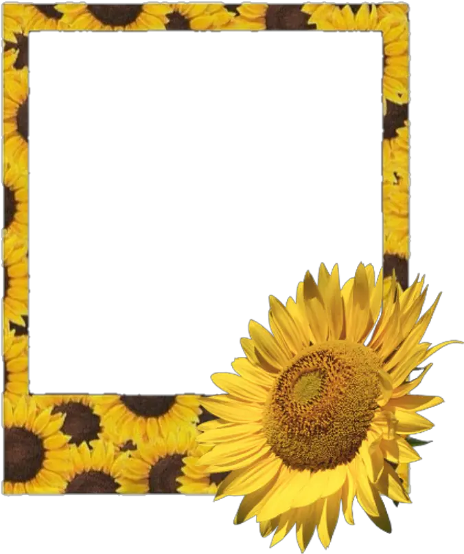 Flower Aesthetic Yellow Polaroid Frame Png Film Frame Png