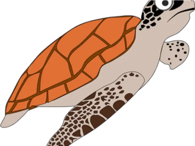 Turtle Clipart Png Sea Turtle Clipart Sea Lion Hawksbill Sea Turtle Cartoon Turtle Clipart Png