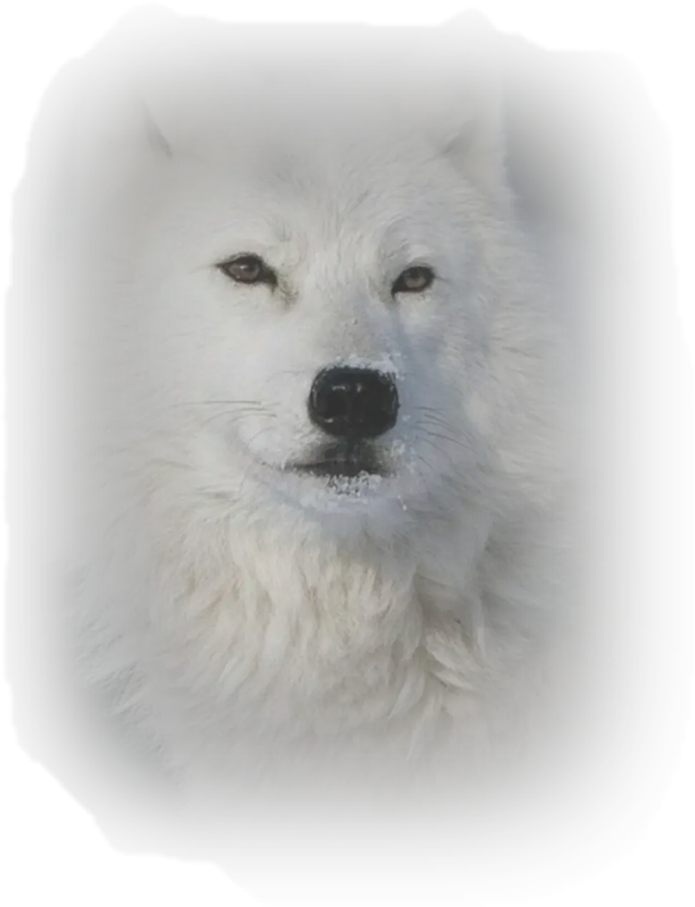 Arctic Fox Transparent Cartoon Jingfm Arctic Fox Png Arctic Fox Png