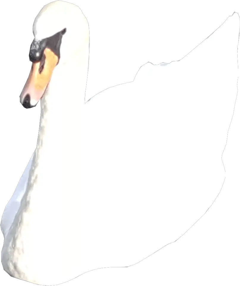 White Swan No Backround Png Image Transparent Web Design Tundra Swan Duck Transparent Background