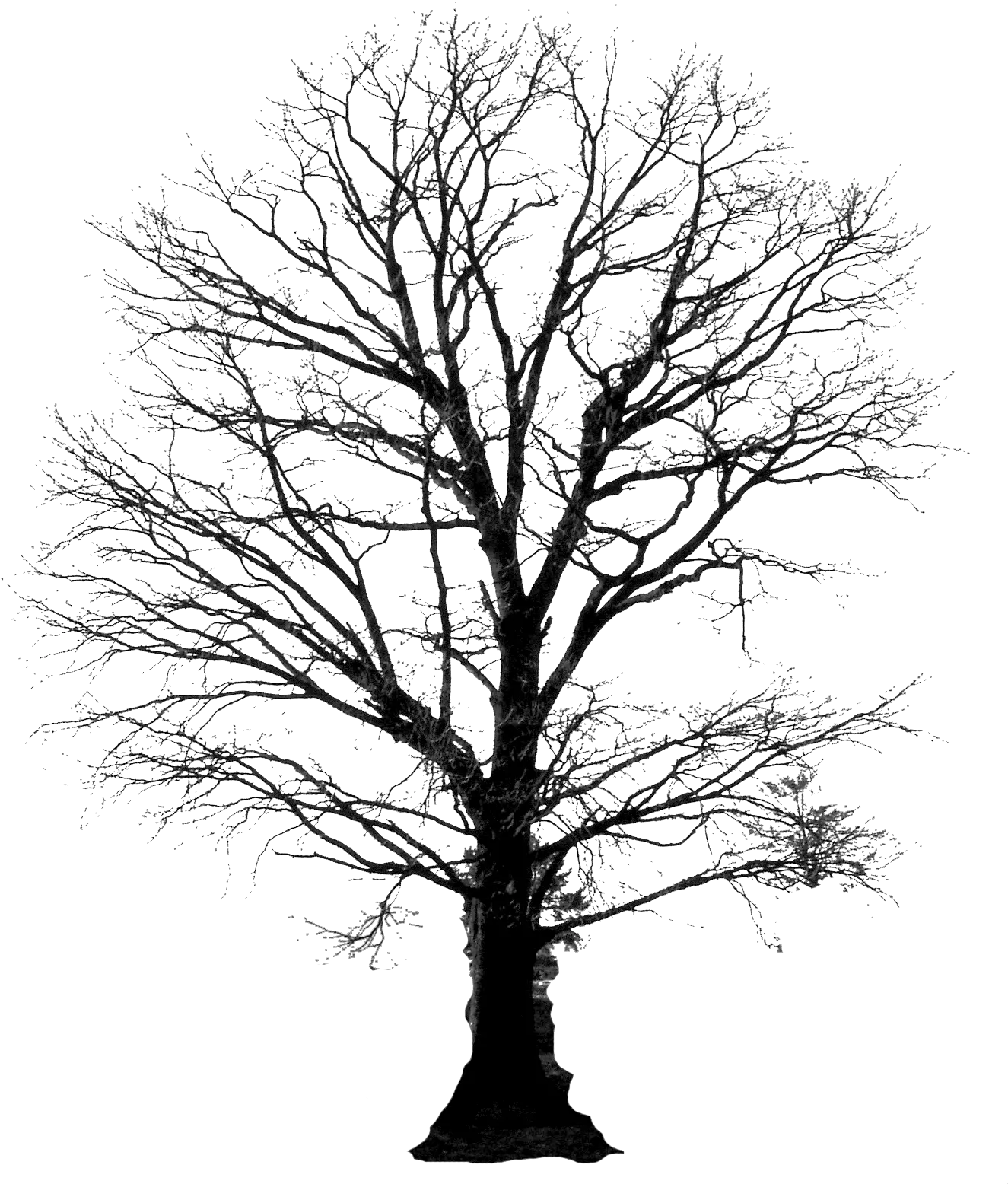 Winter Tree Silhouette Png 4 Image Tree And Roots Silhouette Tree Silhouette Png