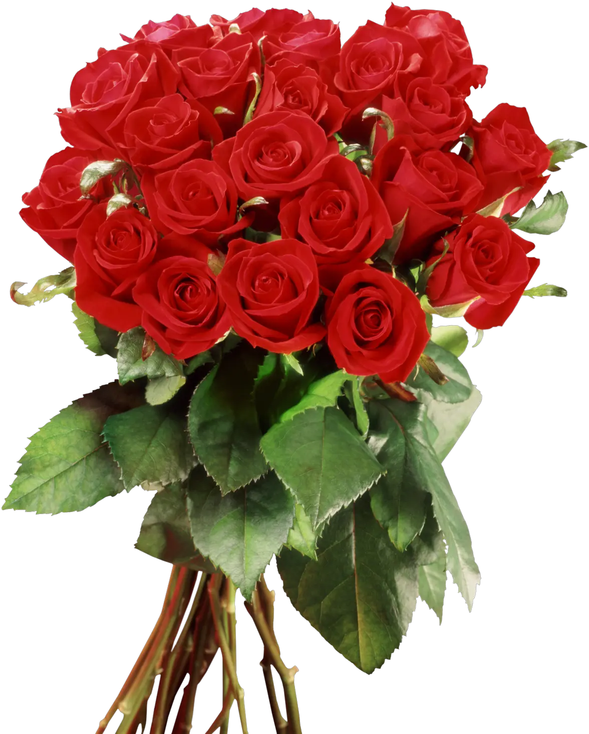 Download Descargar Imagenes De Flores Rojas Frame Wedding Dell Laptop Vostro 2420 Png Rosas Rojas Png