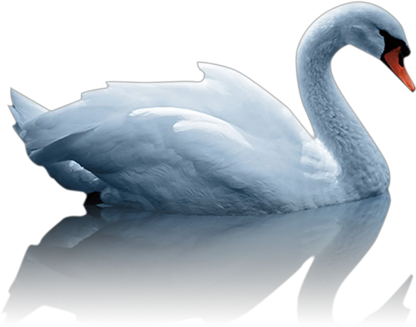 Mute Swan Duck White Duck In Water Png Swan Png