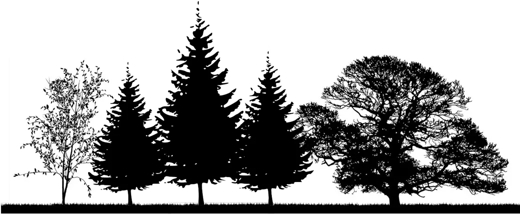 Download The Right Tree In Winter Tree Silhouette No Background Png Oak Tree Silhouette Png