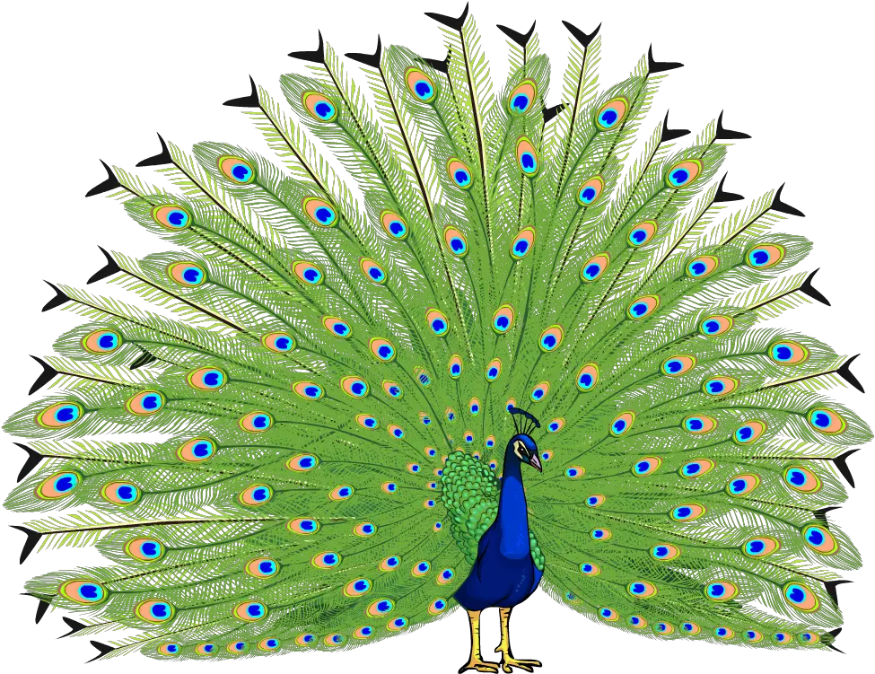 Download Proud As A Peacock Transparent Background Peacock Images Png Peacock Png