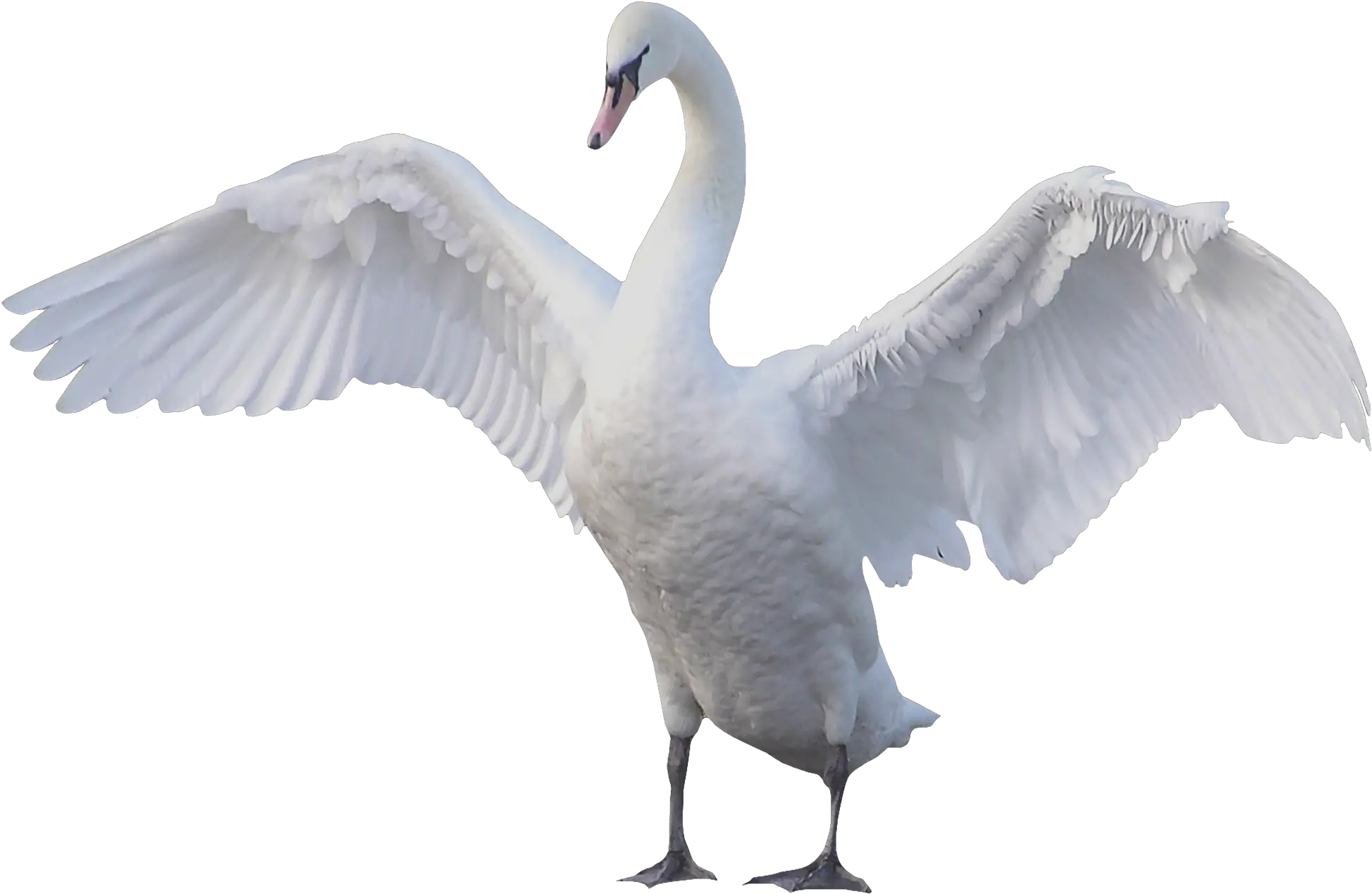 Goose Wings Png Transparent Image Swan Png Transparent Wings Png Transparent