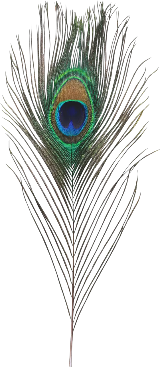 Download Single Peacock Feathers Png Hd Krishna Transparent Peacock Feather Png Peacock Feathers Png