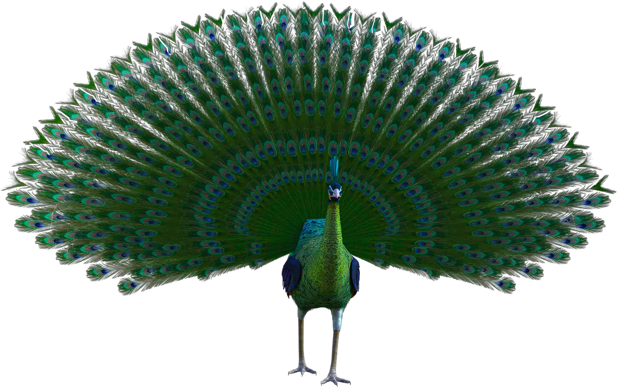 Peacock Feathers Vibrant Free Image On Pixabay Hand Fan Png Peacock Feathers Png