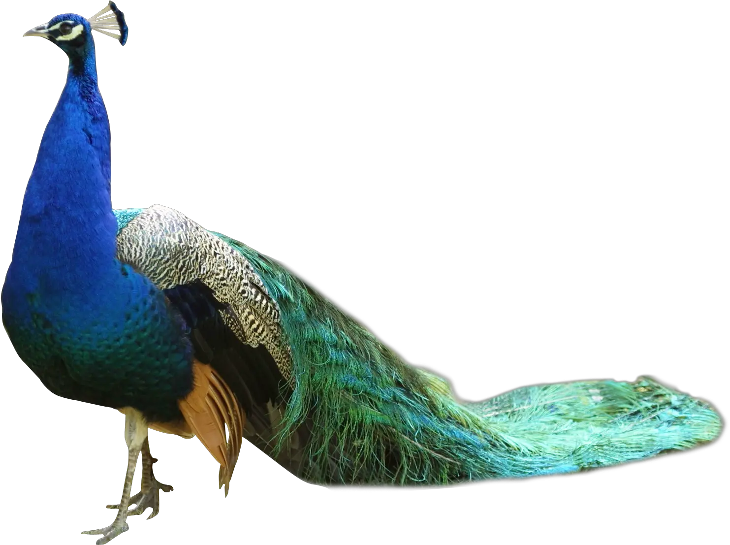 Transparent Peacock Hd Peacock Png Peacock Png