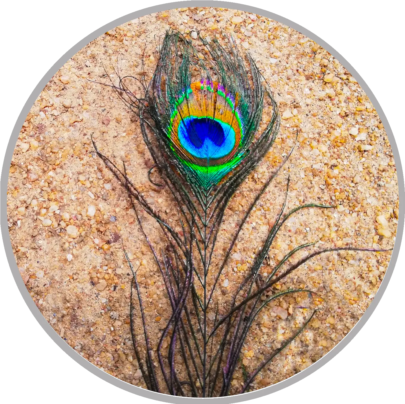 Ash Plantain Uvillagegrandma Png Peacock Feather Icon