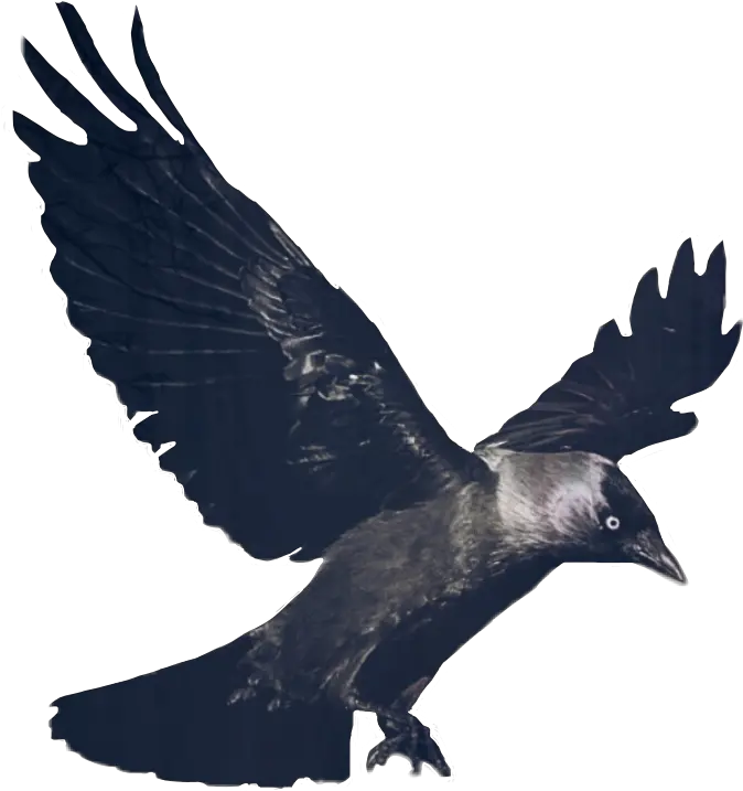 Crow Png Free Pic Transparent Flying Raven Crow Png