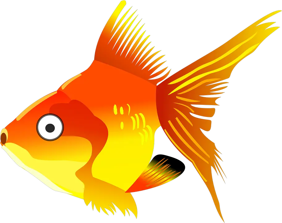 Cartoon Fish Goldfish Free Vector Graphic On Pixabay Transparent Background Goldfish Clipart Png Cartoon Fish Png