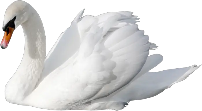 White Swan Png Swan Png Swan Png