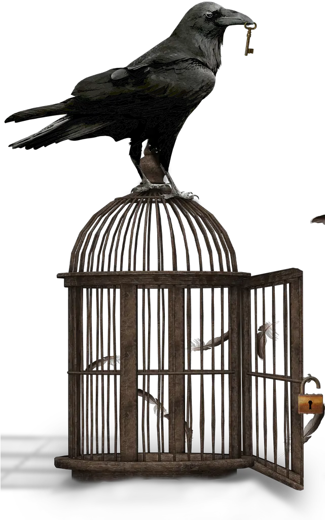 Why A Raven Is Very Crafty Bird About Wild Animals World Storytelling Day 2020 Voyage Png Raven Png