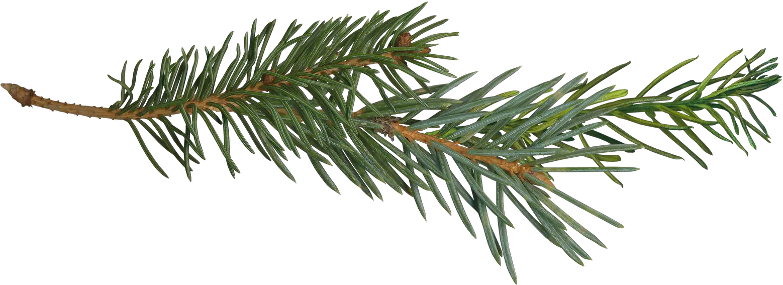 Pine Tree Transparent Pine Branch Png Pine Tree Silhouette Png