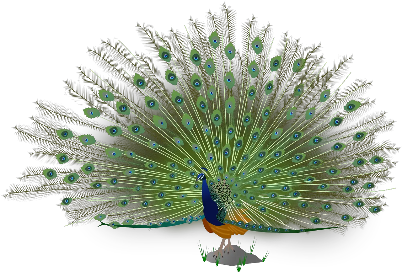 Why Do Peacocks Spread Their Feathe I Think Its Most Indian Peafowl Png Peacock Png