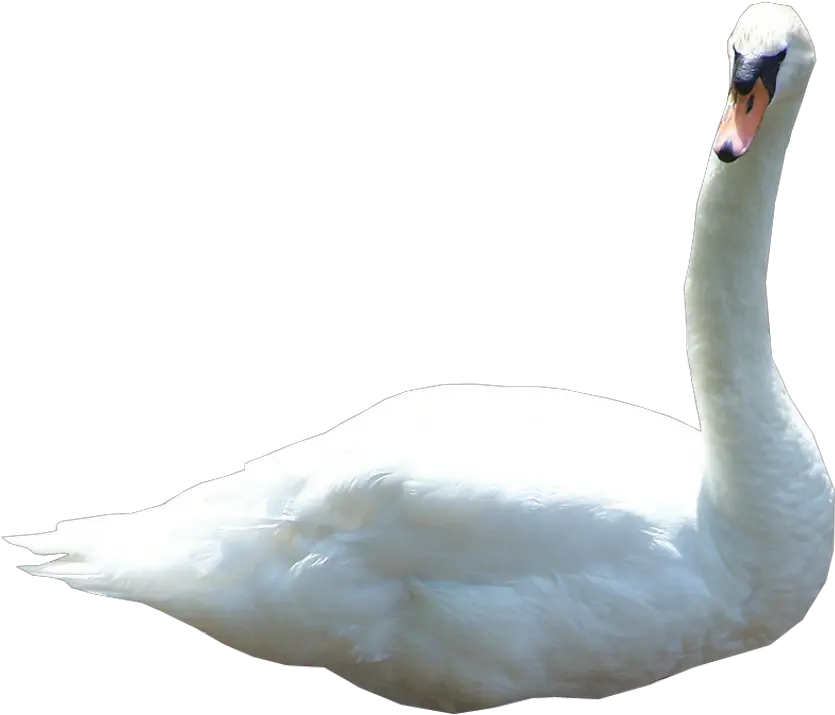 Swan Png Birds In Water Png Swan Png