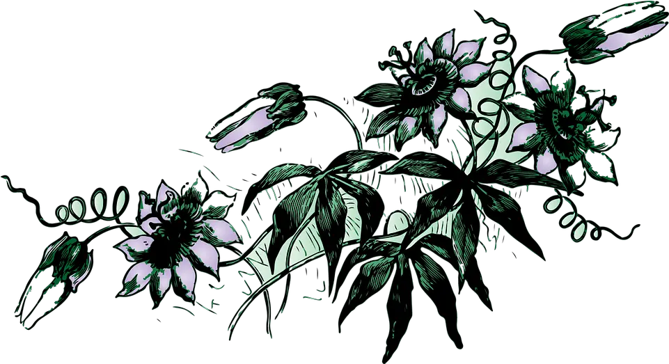 Download Flower Vine Png Image With No Background Gambar Bunga Yang Merambat Vine Png