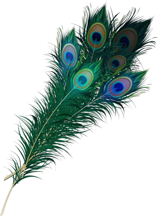 Feather Transparent Images Peacock Feather Png Clipart Feather Transparent Background