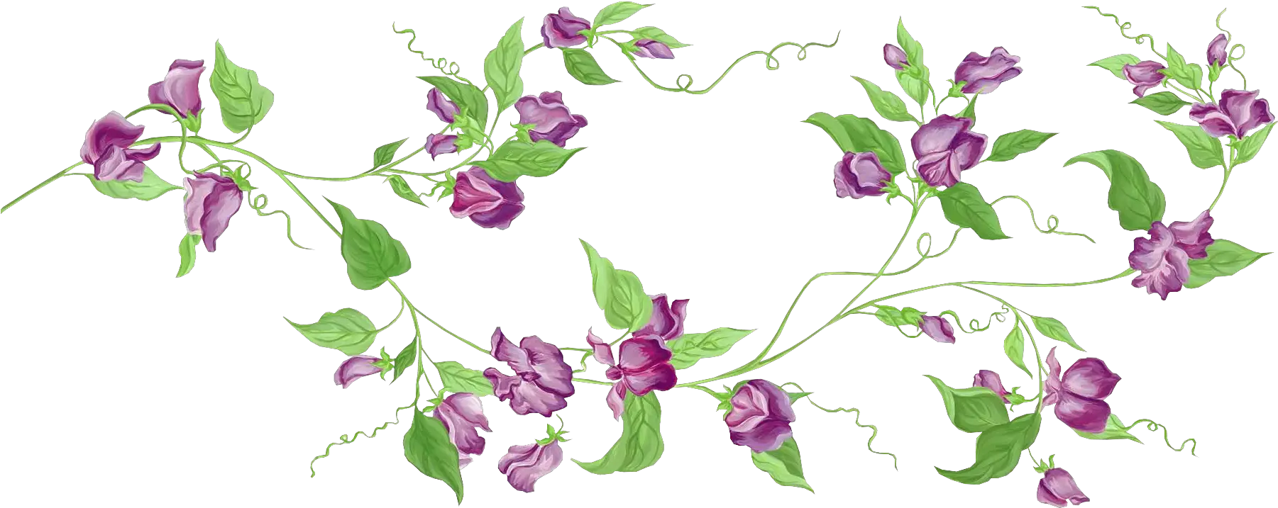 Floral Clipart Transparent Background Flower Vine Clipart Transparent Background Png Clip Art Transparent Background