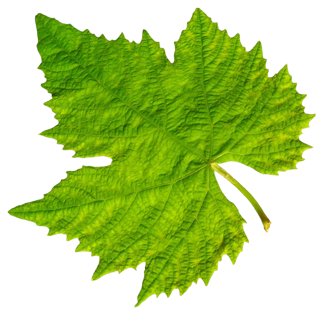 Grape Vine Leaf Png Image Purepng Free Transparent Cc0 Grape Leaf Png Mint Leaves Png