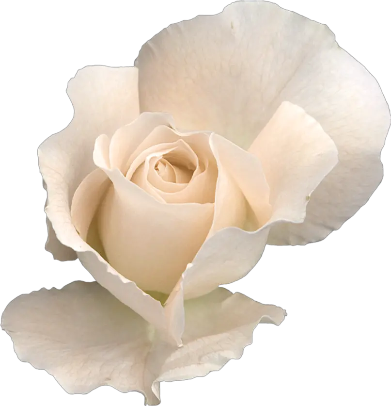 White Rose Transparent Png White Rose On Transparent Rose Vine Png