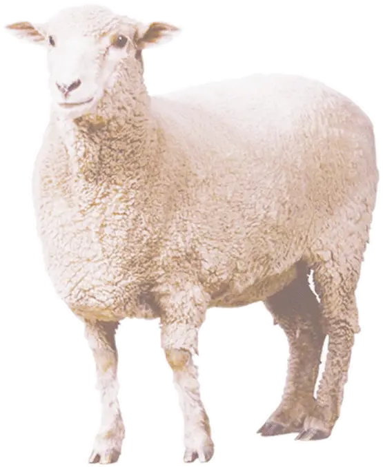 Free Transparent Eid Al Adha Png Sheep Png Sheep Transparent