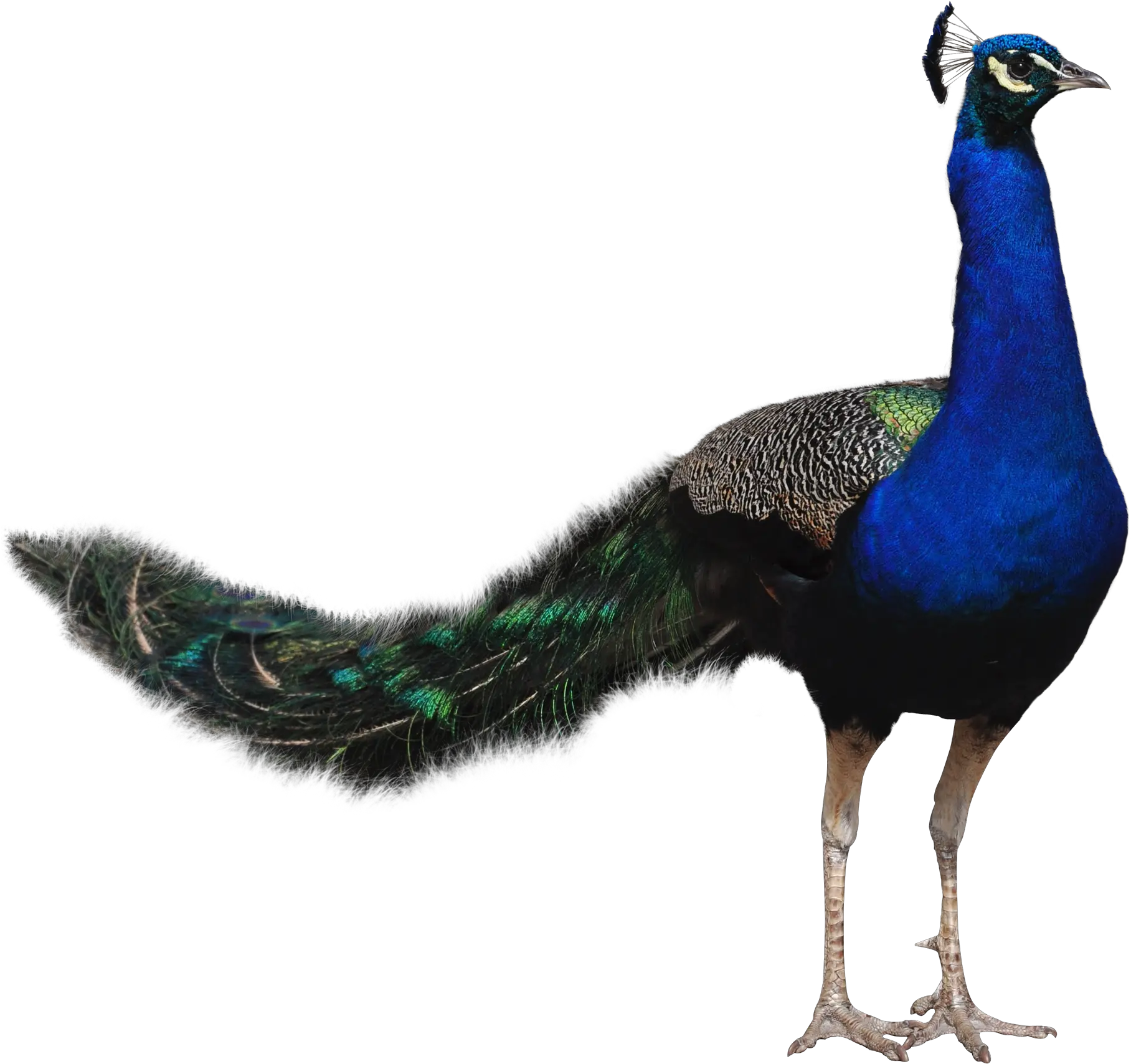 Peacock Png Images Free Download Peacock Png Hd Real Transparent Background Free