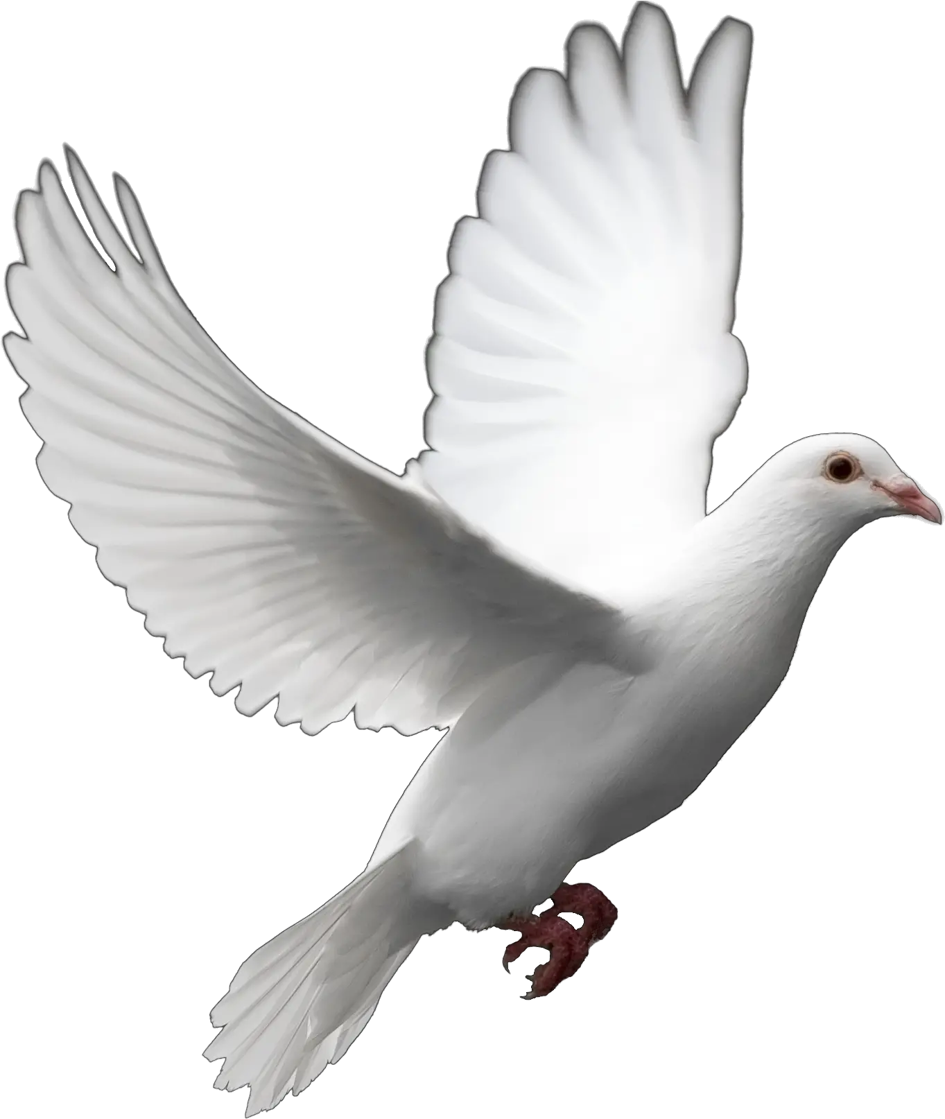 Joanne Ware Files Order Toledo Ohio The House Of Day Png Transparent Background Dove Png In Loving Memory Png