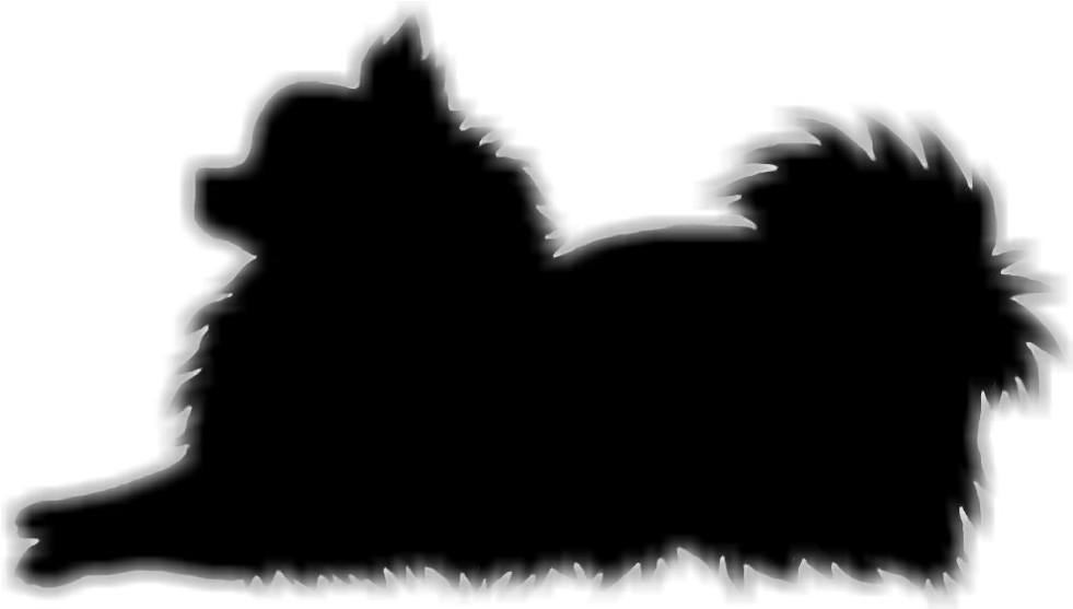 Affenpinscher Pomeranian Dog Breed Snout Silhouette Pom Transparent Background Pomeranian Silhouette Png Clipart Pom Pom Png