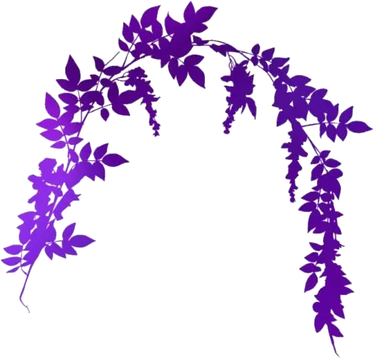 Wisteria Vine Png Hd Images Stickers Vectors Cartoon Wisteria Transparent Background Vine Icon