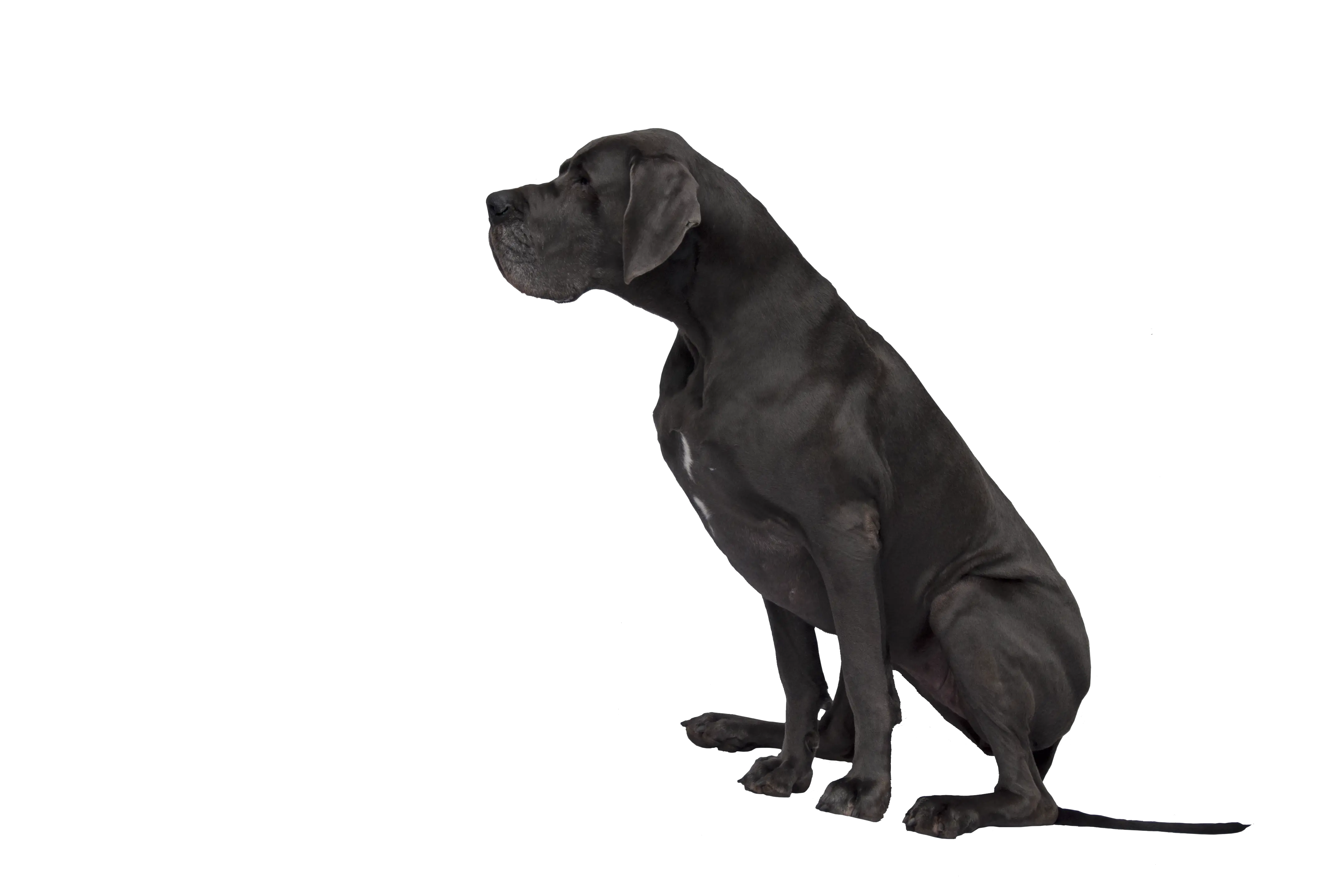 Free Dog Cliparts Transparent Download Transparent Black Dog Clipart Png Dog Silhouette Transparent Background