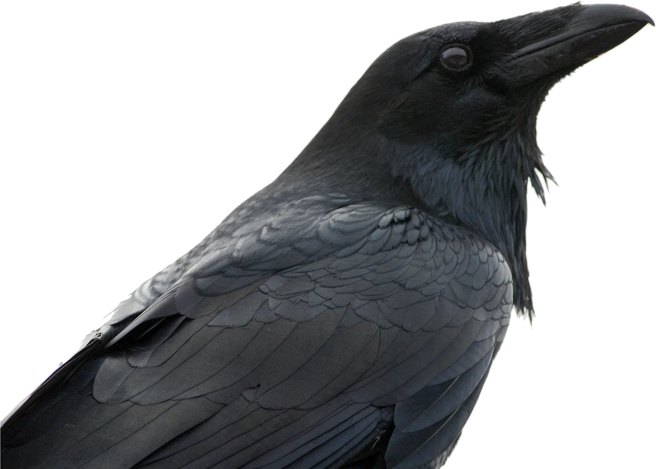 Raven Png Crows Crow Transparent