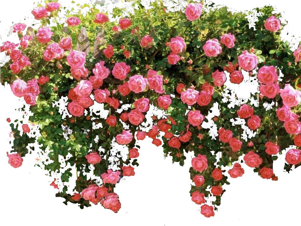 Download Hd Pink Flower Vine Png Transparent Vine Transparent Pink Rose Bush Transparent Vine