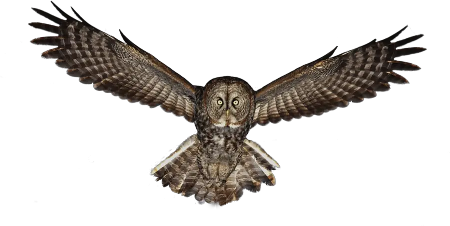 Owl Png Great Grey Owl Owls Png