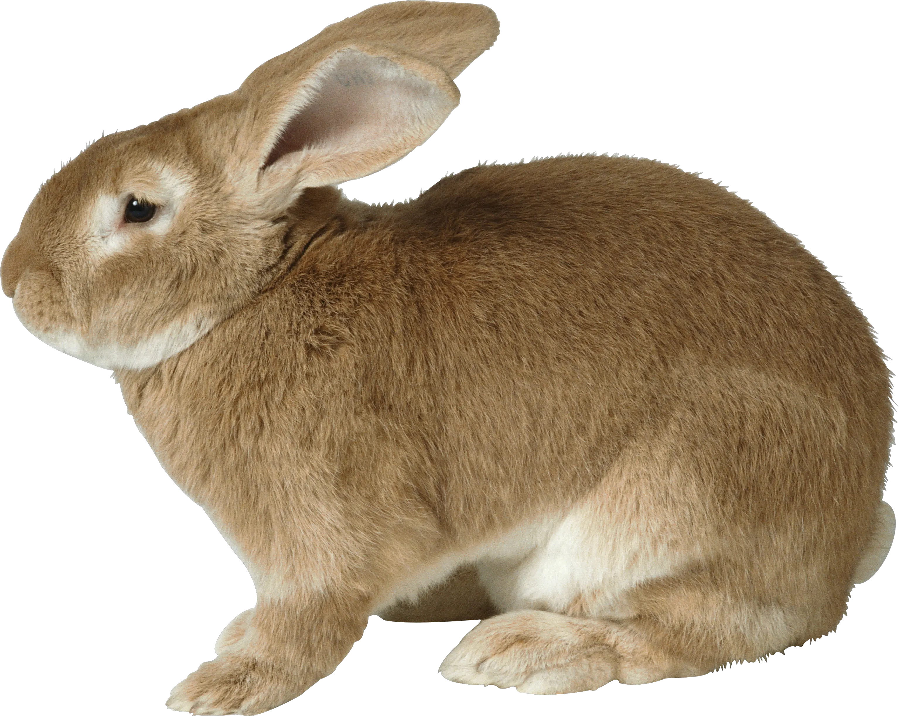 Fat Rabbit Transparent Png Rabbit Png Rabbit Transparent