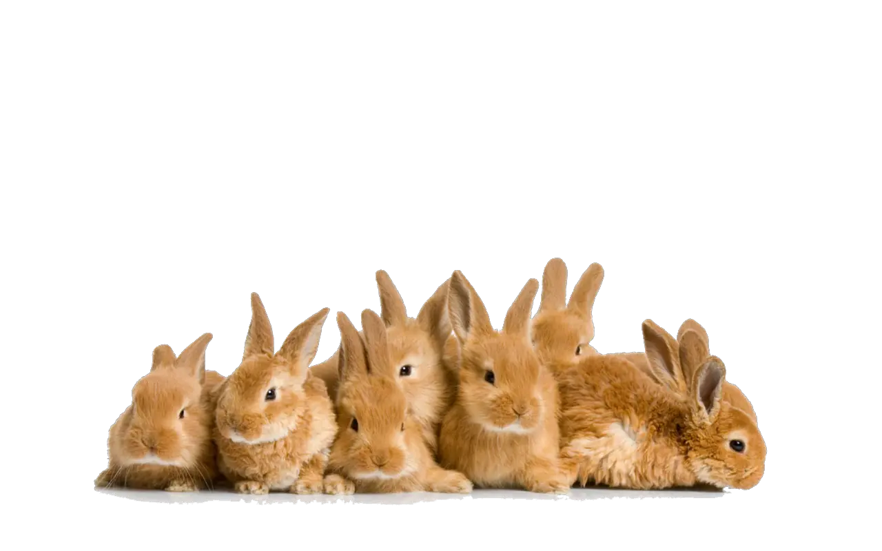 Brown Rabbit Transparent Background Png Crowd Of Bunnies Rabbit Transparent