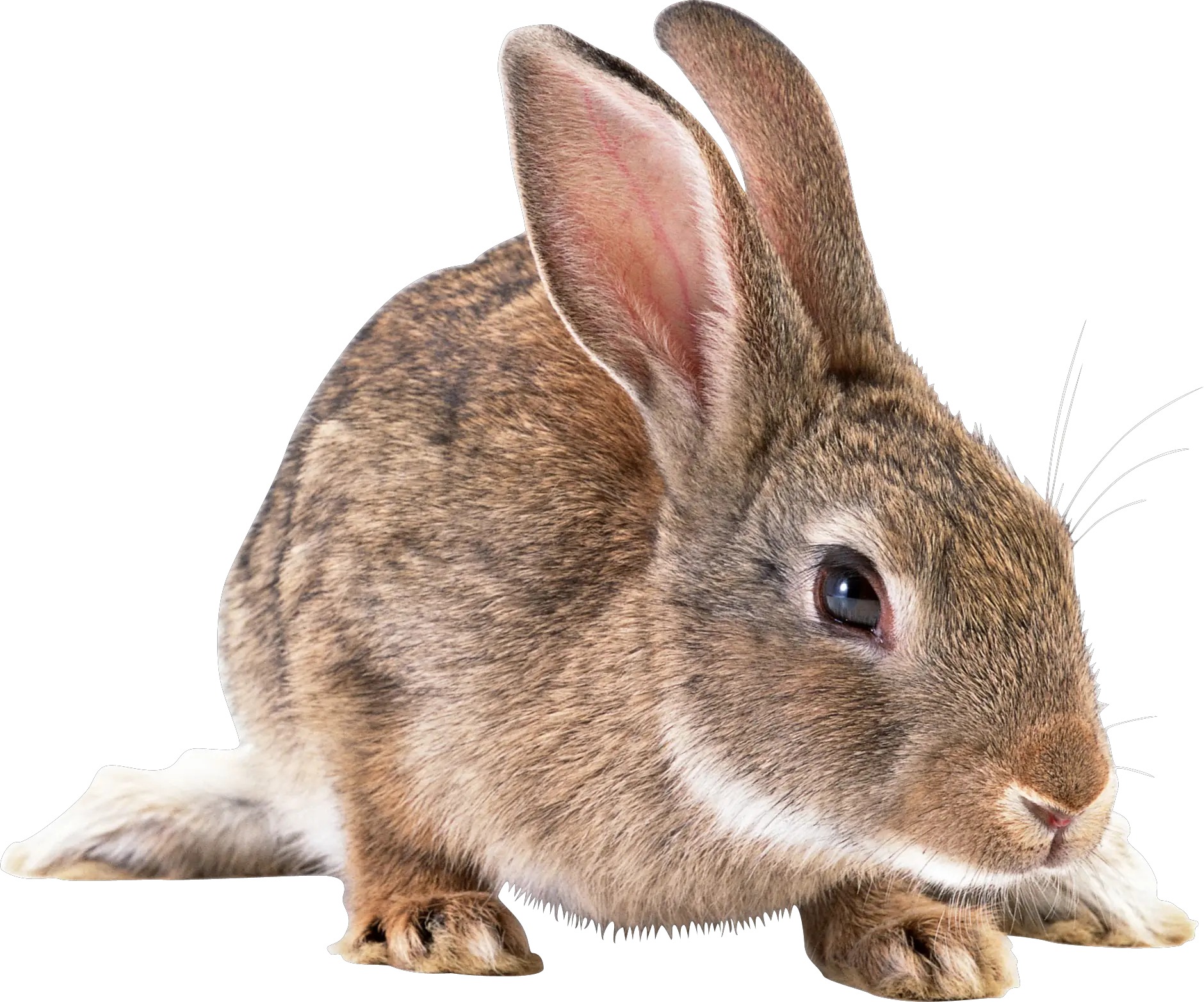 Brown Rabbit Png Image Rabbit Png Rabbit Png