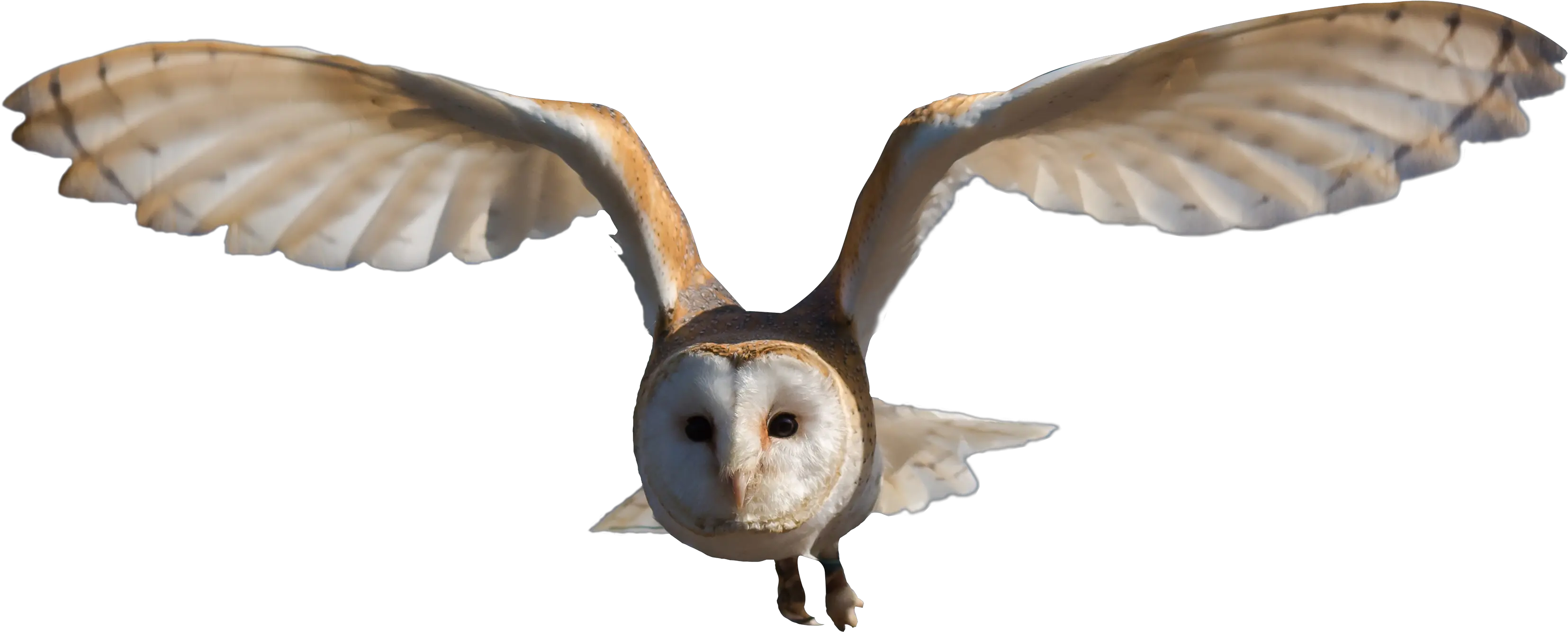 Download Barn Owl Png Image For Free Barn Owl Png Fly Transparent Background