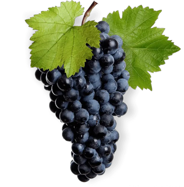 Mukuzani Winery Llc Grape Vine Leaf Png Grape Png