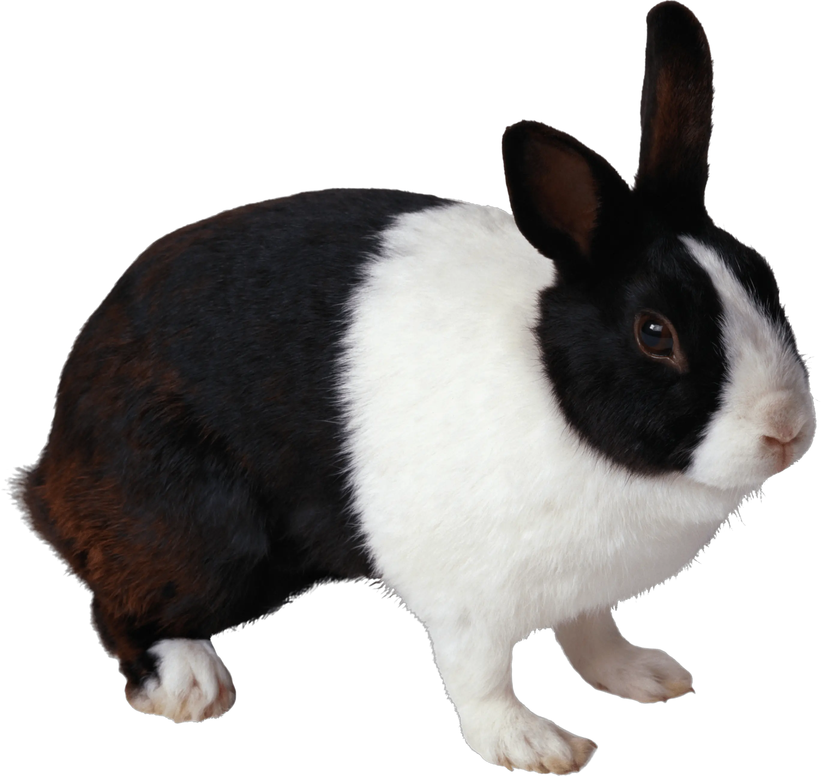 Download Rabbit Free Png Transparent Image And Clipart Black And White Rabbit Png Rabbit Transparent