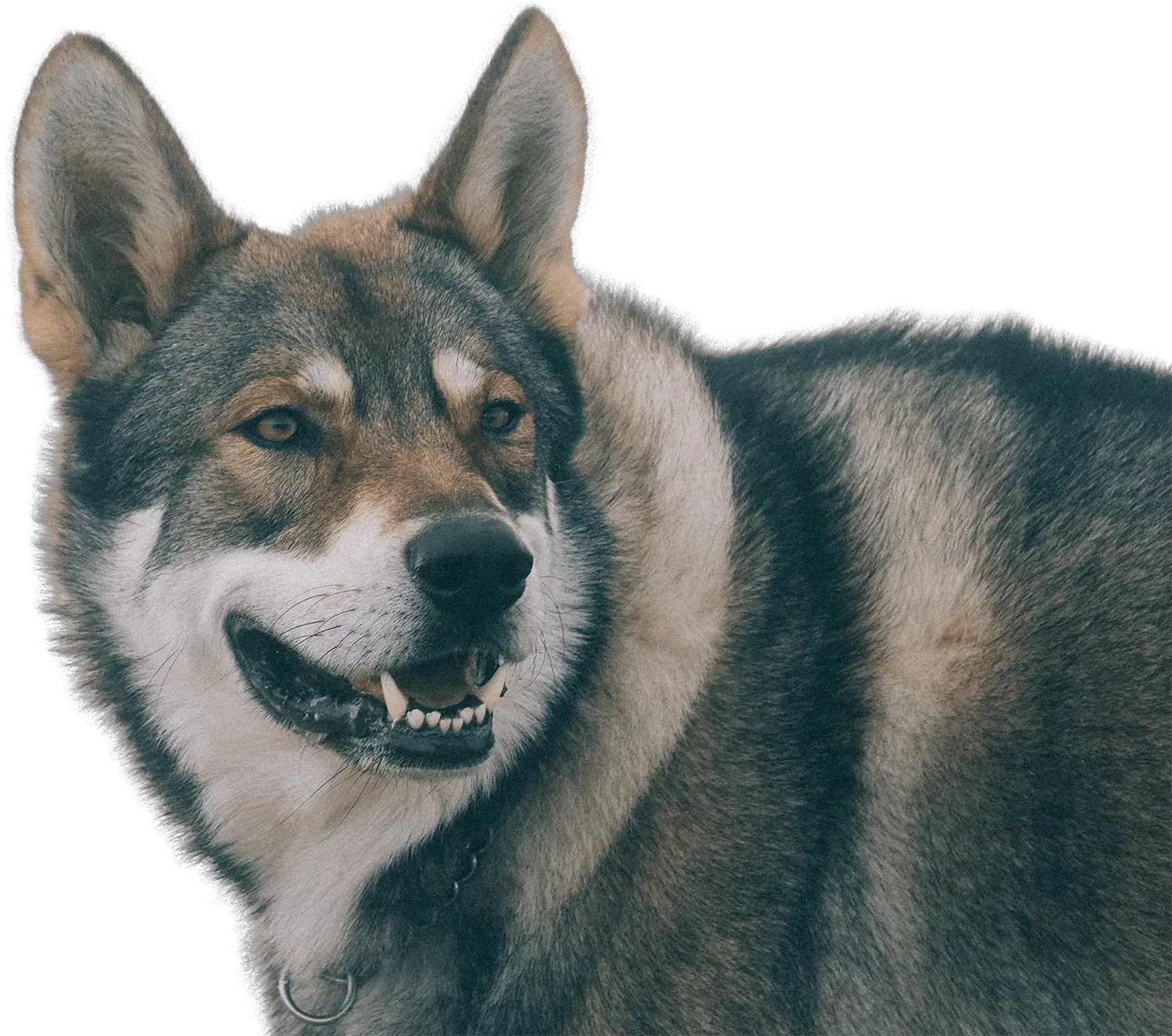 Raven Saarloos Wolfdog Png Raven Transparent