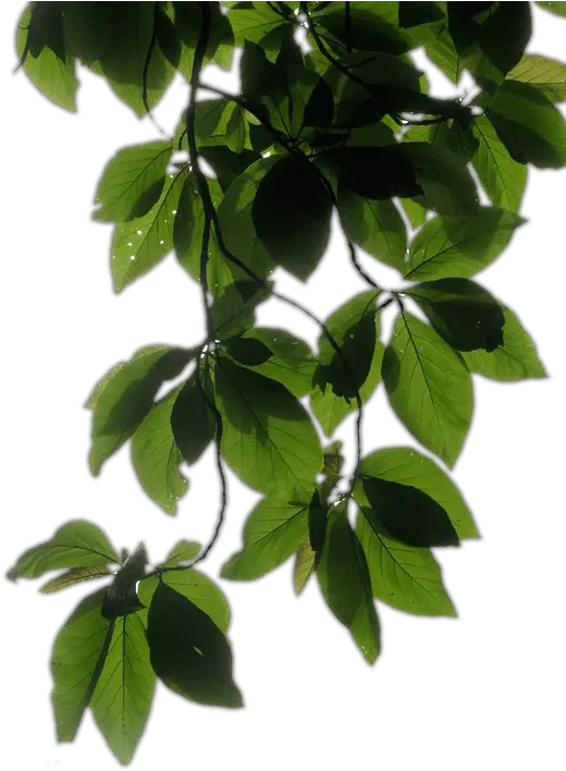 Transparent Background Vine Png Plants Vine Transparent Background