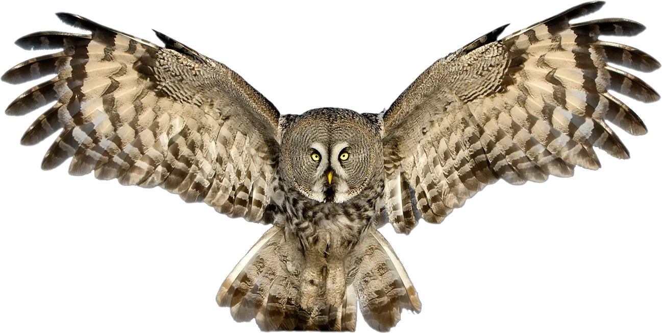 Transparent Hd Of An Owl Owl Png Owl Transparent