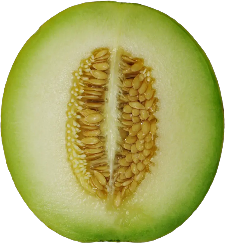 Winter Melon Png Image Winter Melon Png Gourd Png