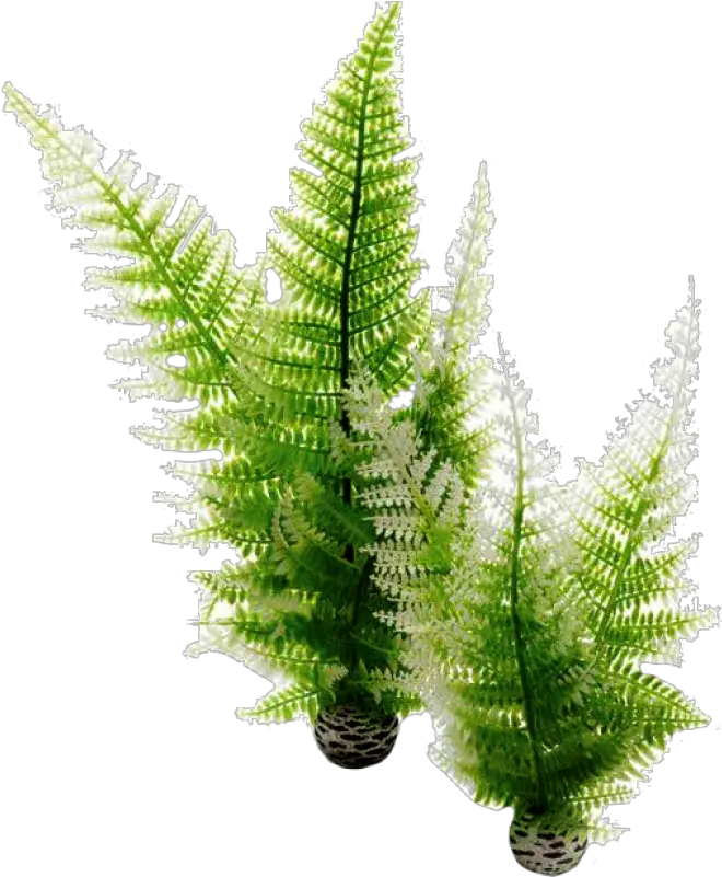 Aquatic Winter Fern By Biorb Aquarium Png Fern Png