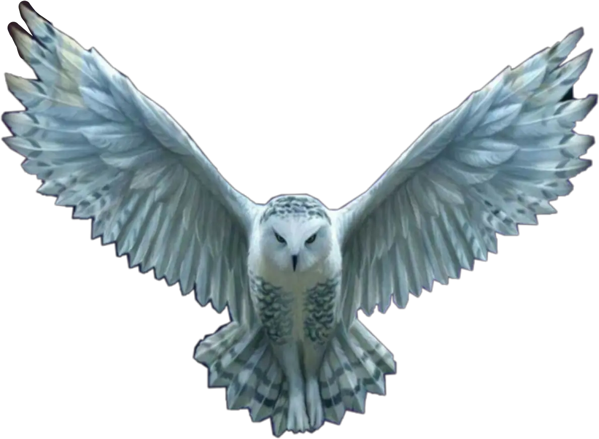 Hedwig Soooo Sad That She Sticker By Hey Harry Potter Owl Png Hedwig Png