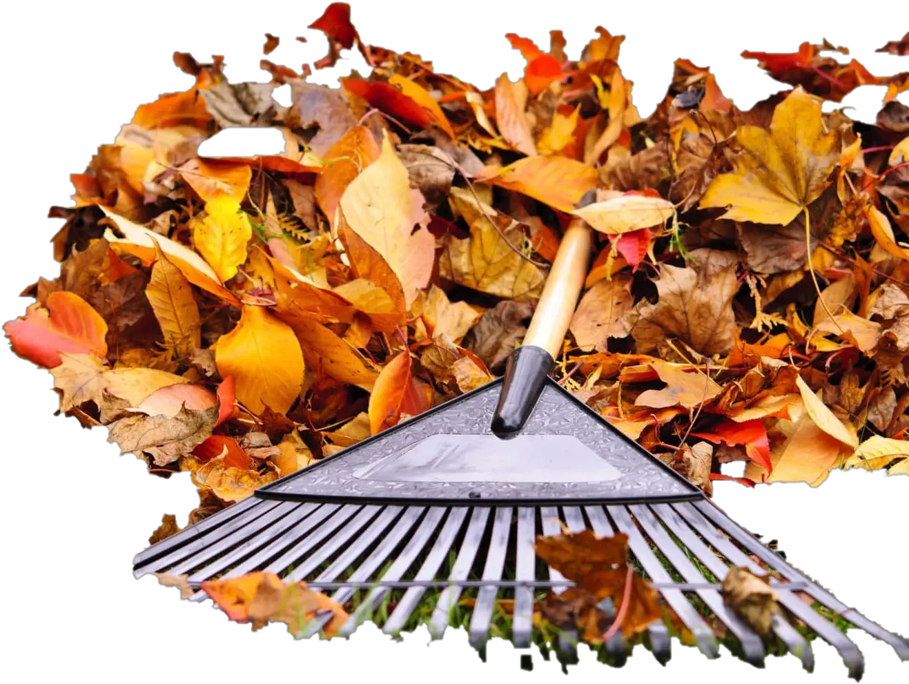 Pile Of Autumn Leaves Png Pic Mart Cleaning Leaves Rake Png